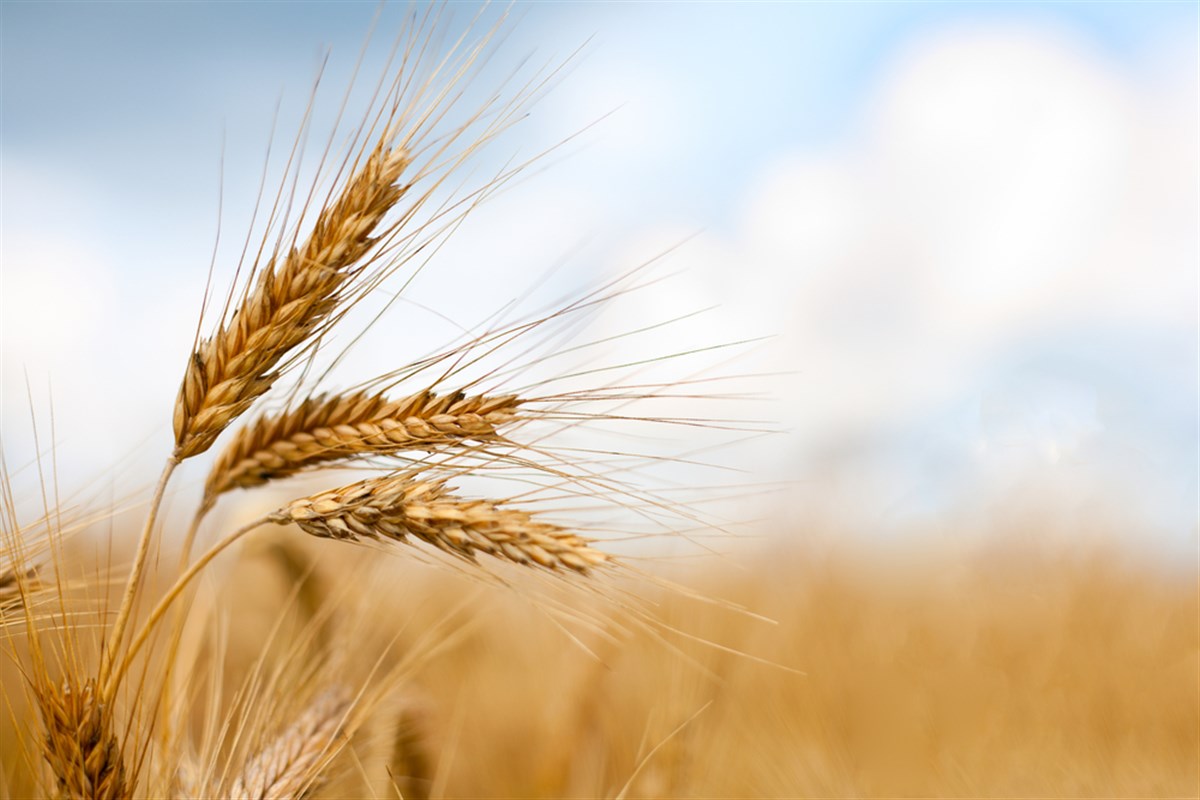https://www.marketbeat.com/logos/articles/med_20240119112559_how-to-invest-in-wheat-is-it-a-hedge-against-infla.jpg